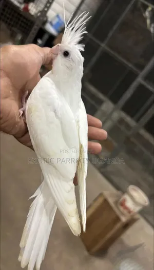 Cockatiel Parrots Trained