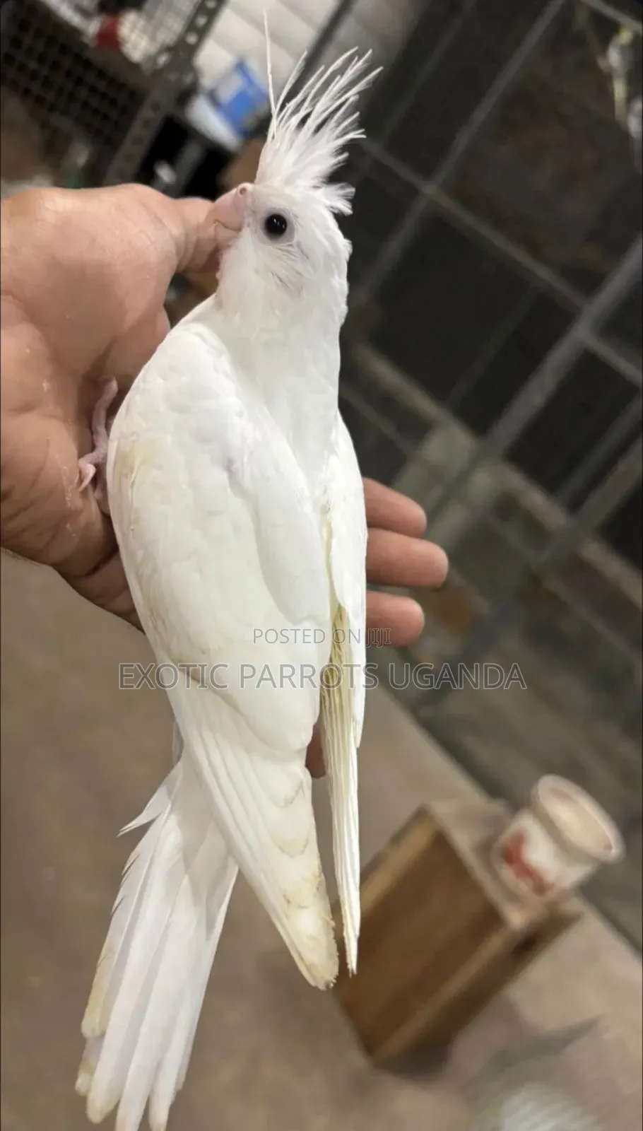 Cockatiel Parrots Trained