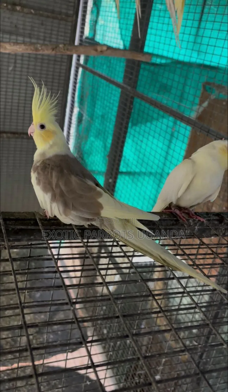 Trained Friendly Parrots