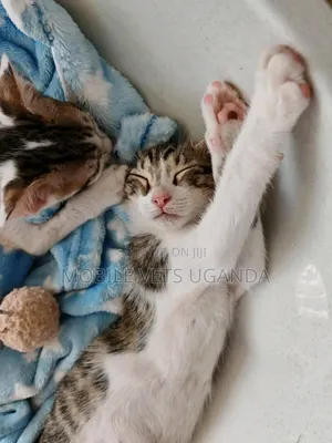 3-6 months Female Purebred Bengal
