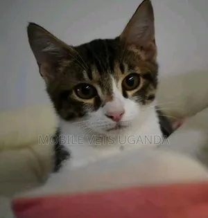 1-3 months Male Purebred Bengal
