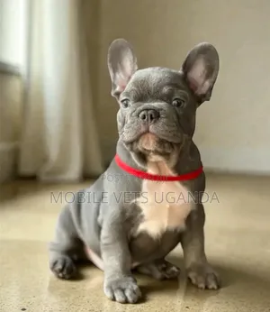 1-3 months Male Purebred French Bulldog