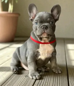 3-6 months Female Purebred French Bulldog