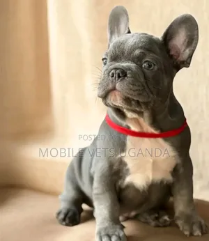 0-1 month Female Purebred French Bulldog