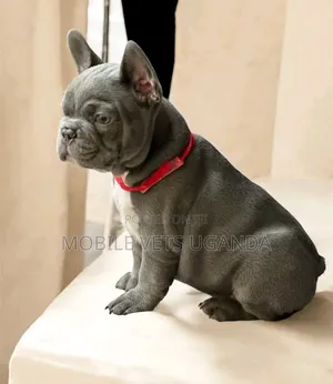 1-3 months Male Purebred French Bulldog