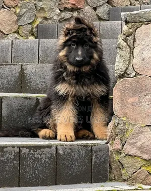 1-3 months Male Purebred German Shepherd
