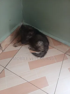 0-1 month Female Purebred German Shepherd