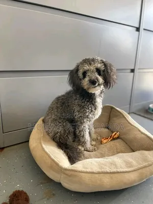 3-6 months Male Purebred Maltese