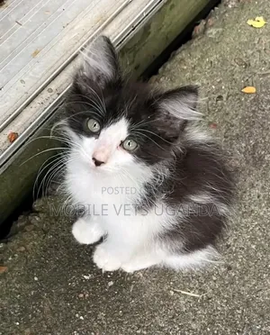 1-3 months Male Purebred Tabby