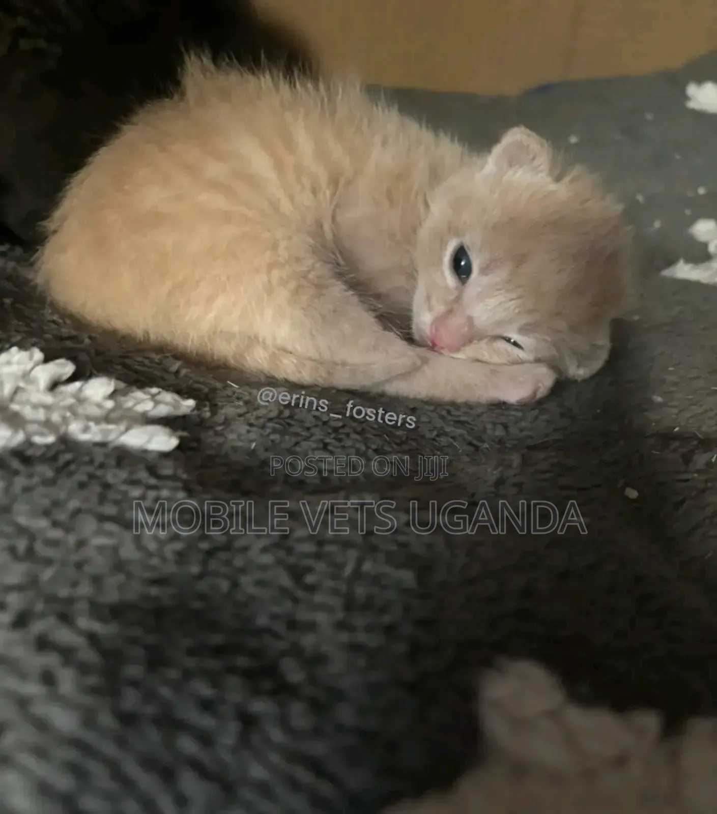 1-3 months Female Purebred Turkish Van