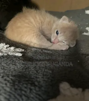 1-3 months Female Purebred Turkish Van