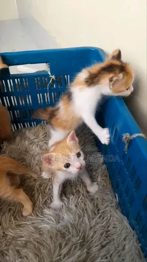1-3 months Female Purebred American Bobtail
