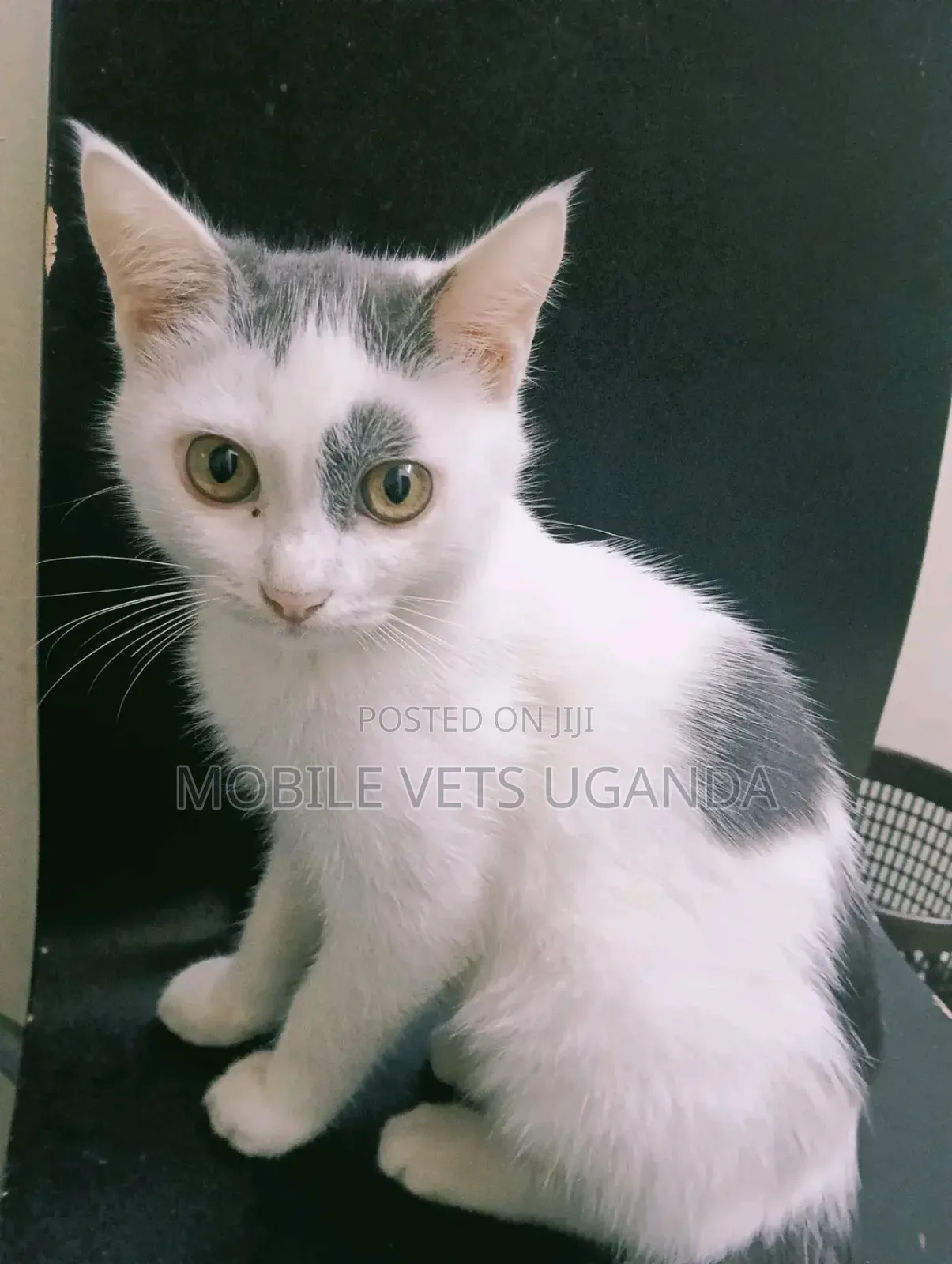 1-3 months Female Purebred Bengal