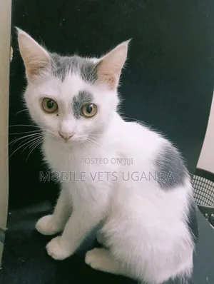 1-3 months Female Purebred Bengal