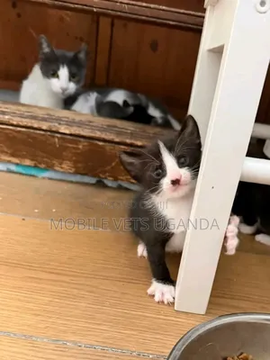 0-1 month Female Purebred Selkirk Rex