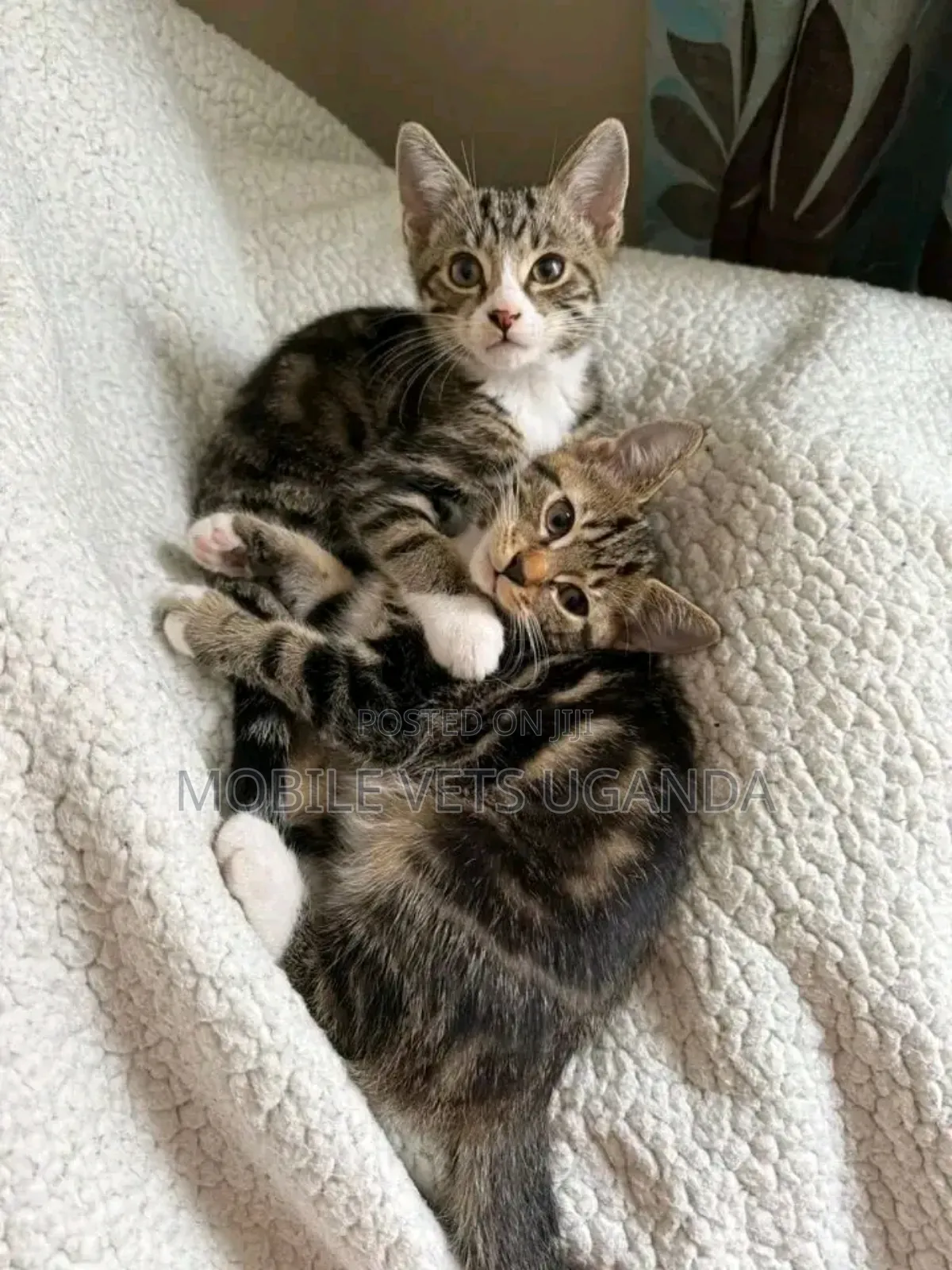 1-3 months Male Purebred Bengal