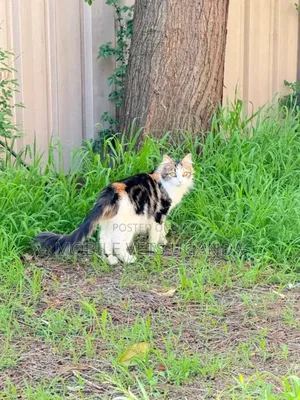 3-6 months Female Purebred American Shorthair