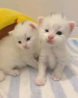 0-1 month Male Purebred Sphynx