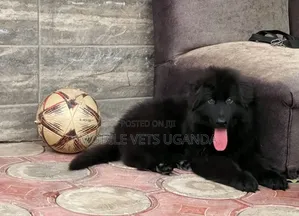 1-3 months Male Purebred German Shepherd