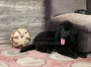 0-1 month Male Purebred German Shepherd
