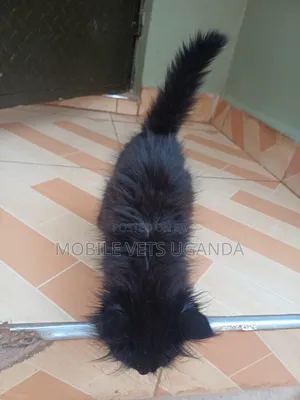 0-1 month Male Purebred Sphynx