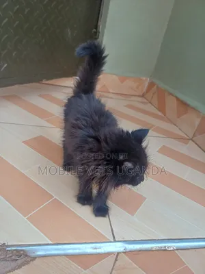 3-6 months Female Purebred Tonkinese