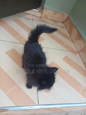 1-3 months Female Purebred Bombay