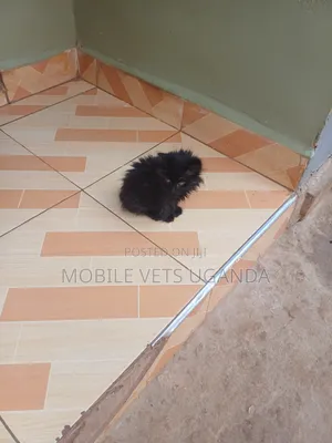 0-1 month Male Purebred Birman