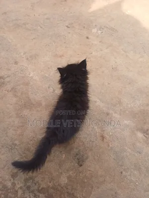 1-3 months Female Purebred Tabby