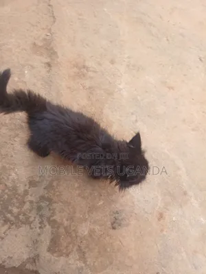 0-1 month Male Purebred American Bobtail