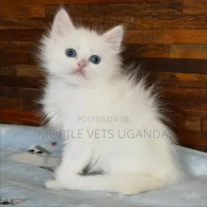 1-3 months Male Purebred American Wirehair