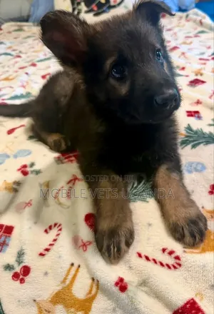 0-1 month Female Purebred German Shepherd