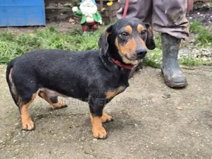 3-6 months Male Purebred Dachshund