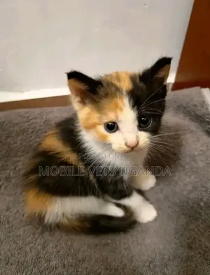 1-3 months Female Purebred American Curl