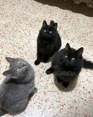 3-6 months Male Purebred Chartreux