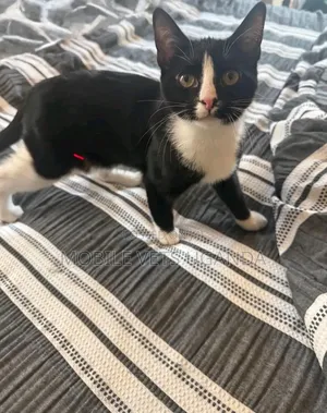 3-6 months Male Purebred Bombay