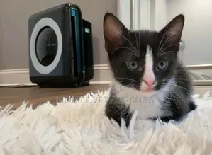 1-3 months Female Purebred Russian Blue