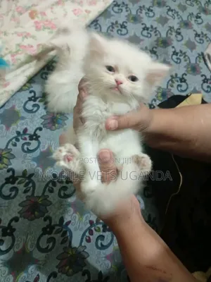 0-1 month Female Purebred Balinese