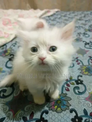 0-1 month Male Purebred American Curl