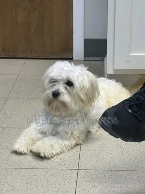 3-6 months Male Purebred Maltese