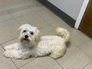 6-12 months Female Purebred Maltese