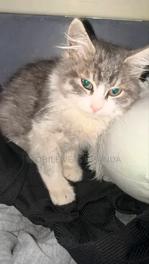 1-3 months Male Purebred Burmilla