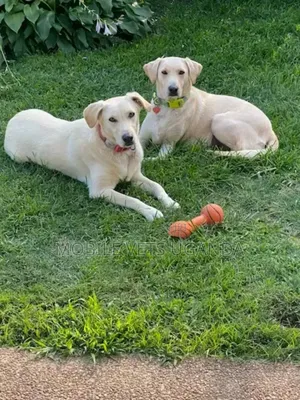 6-12 months Male Purebred Labrador Retriever