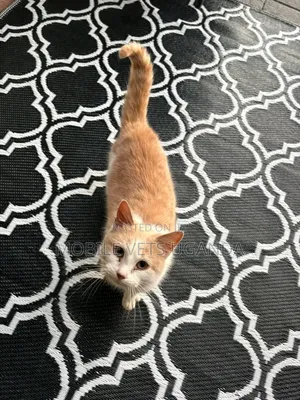 3-6 months Female Purebred Cymric