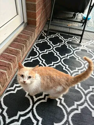 6-12 months Male Purebred Scottish Fold