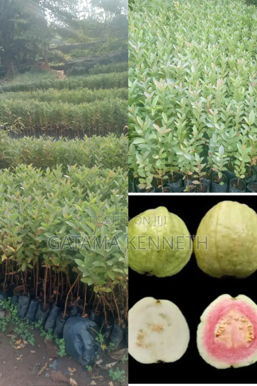 Guava (Psidium Guajava)