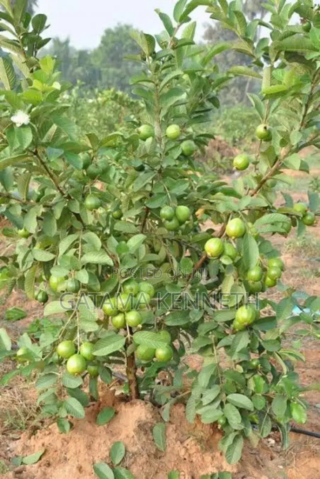 Guava (Psidium Guajava)