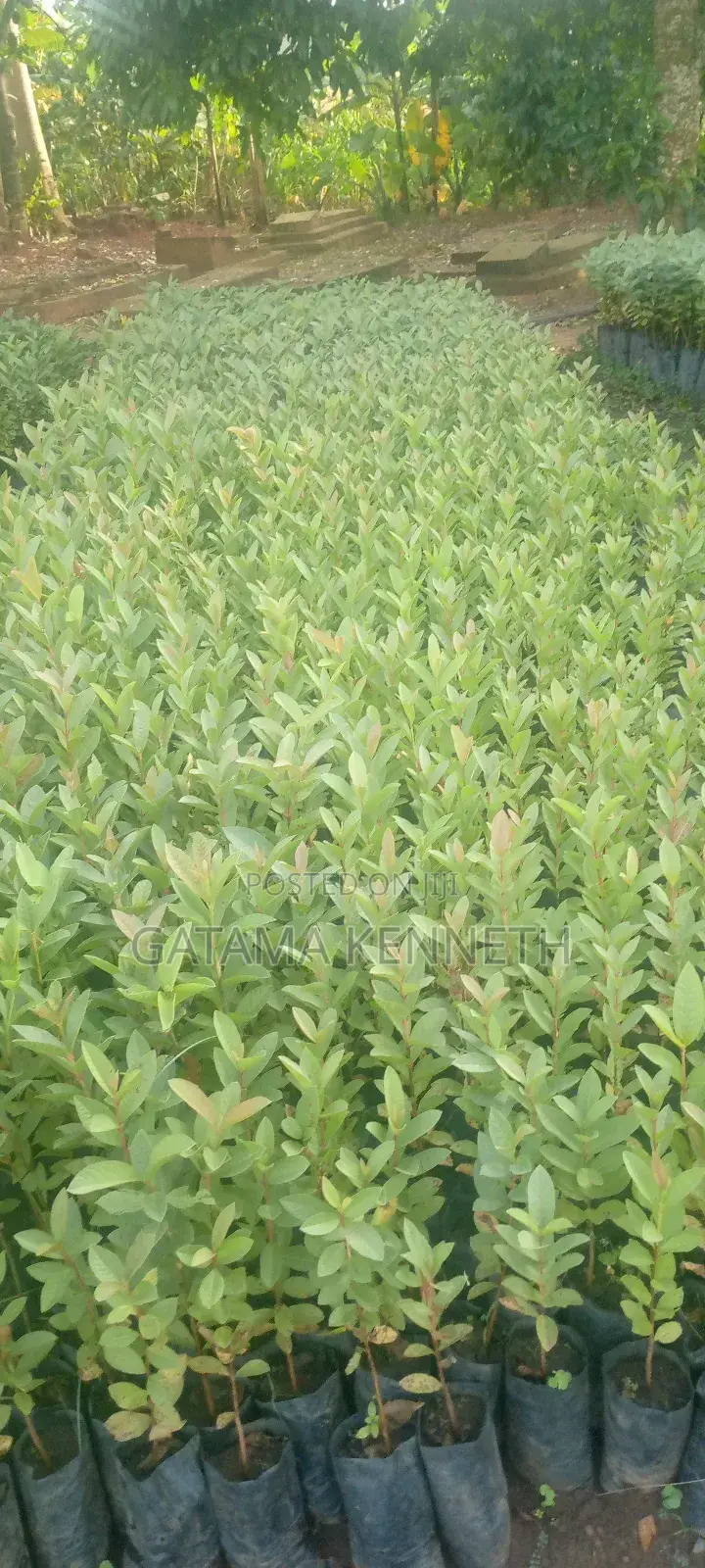 Guava (Psidium Guajava)