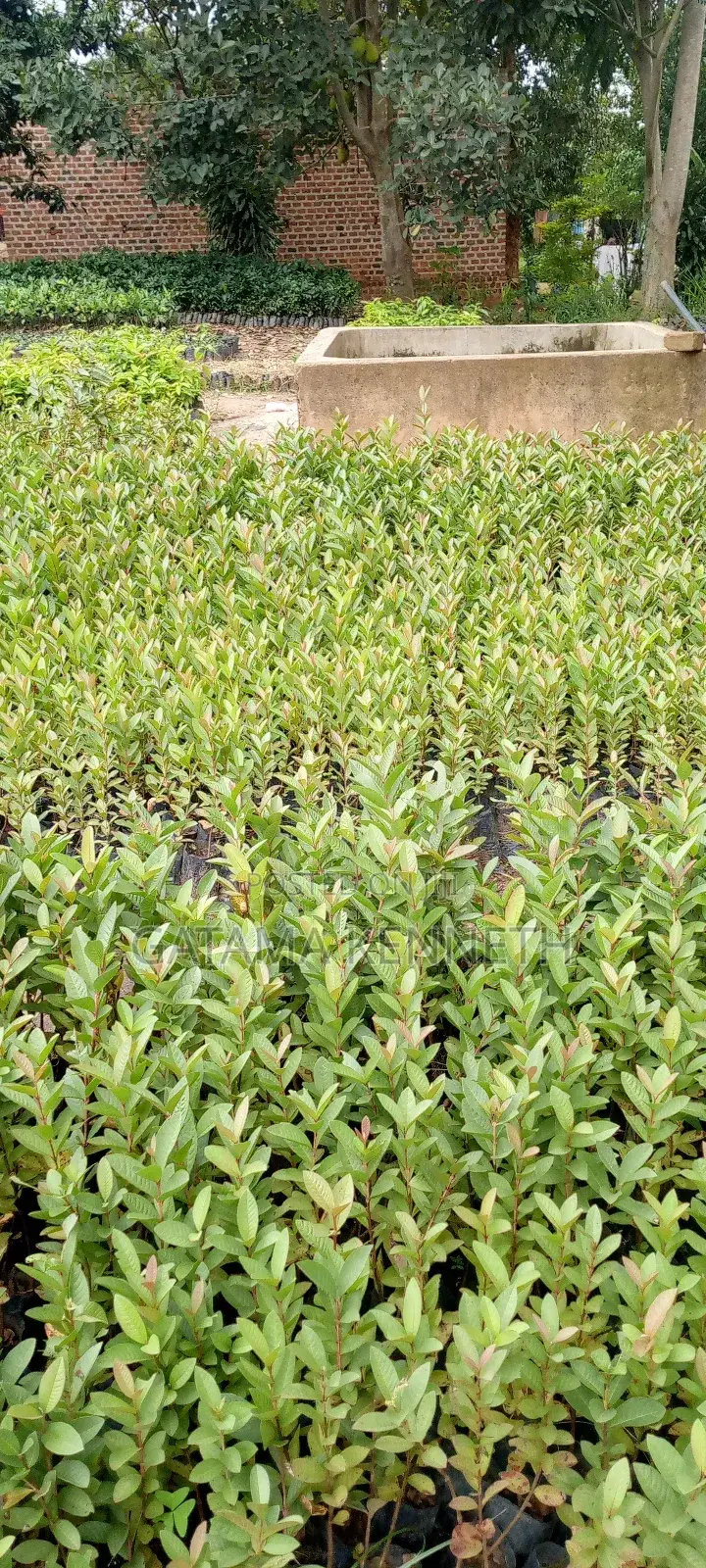 Guava (Psidium Guajava)