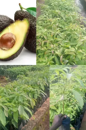 Avocado (Persea Americana) Seedlings